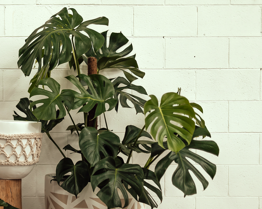 7 Expert Tips To Take Care Of Your Monstera Deliciosa Indoor Plant –  Mowglistudio