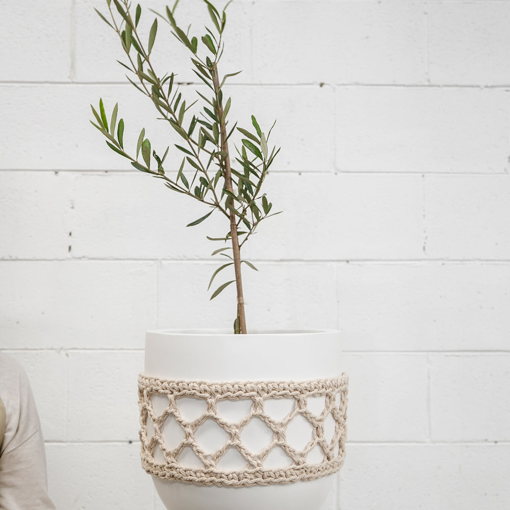 Love olive trees? Here are our top-tips to grown your own!