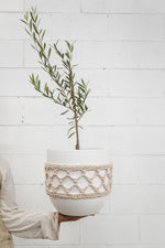 Love olive trees? Here are our top-tips to grown your own!