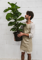 Why growing a fiddle leaf fig is easier than you think!